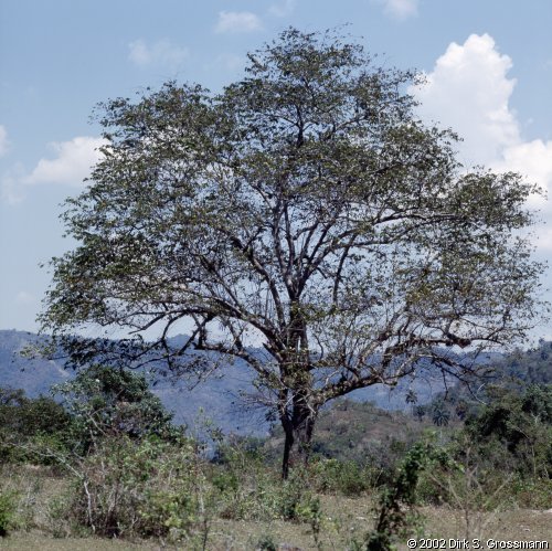 Sierra Maestra 12 (Click for next image)