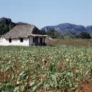 Valle de Vi&ntilde;ales 2