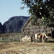 Valle de Vi&ntilde;ales 8