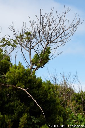 Slope of Cabe&ccedil;o da Fonte (Click for next image)