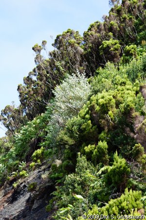 Slope of Cabe&ccedil;o da Fonte (Click for next image)
