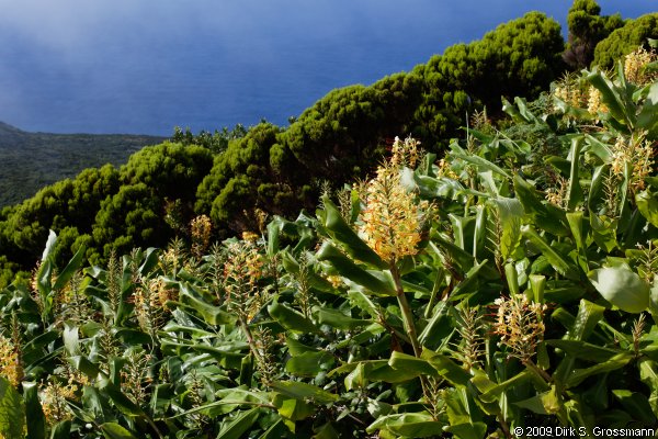 Cabe&ccedil;o Verde (Click for next image)