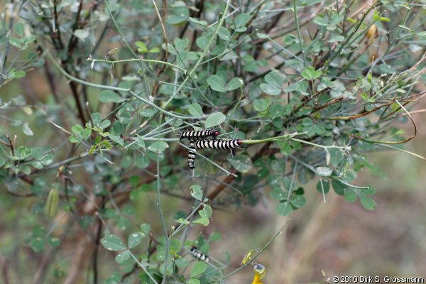 Caterpillars (Click for next image)