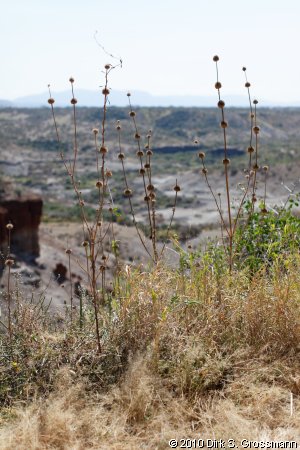 Oldowai (Click for next image)