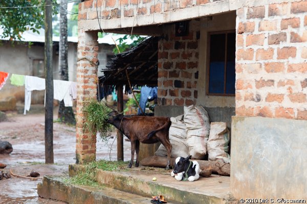 Spice Farm (Click for next image)