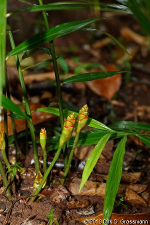 Spice Farm (Click for next image)