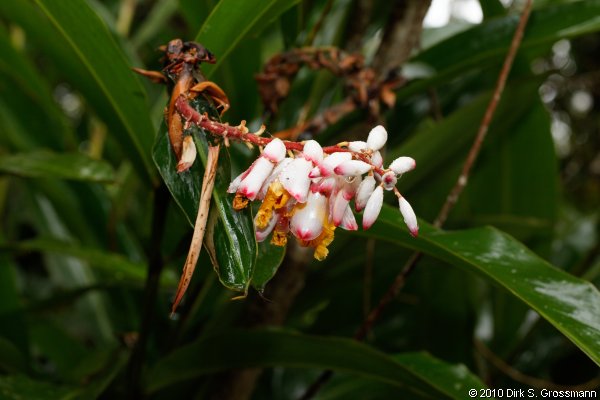 Spice Farm (Click for next image)