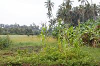 Spice Farm