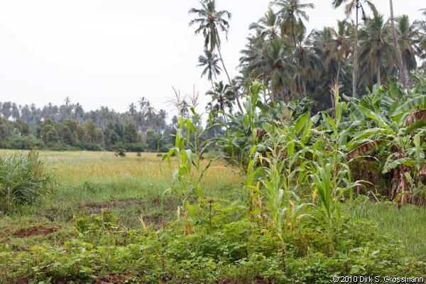 Spice Farm (Click for next image)